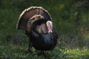 A wild turkey stands proud in a grassy field